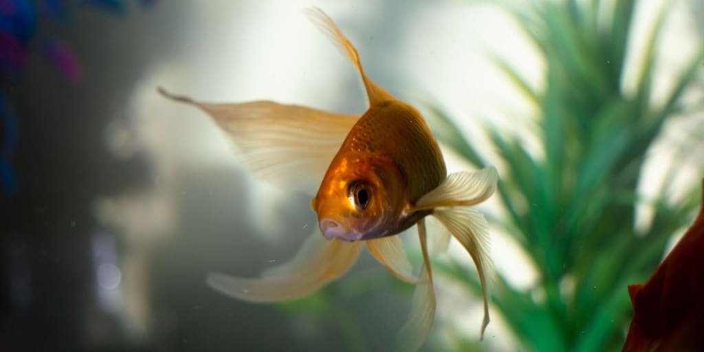 Can Goldfish Live With GloFish