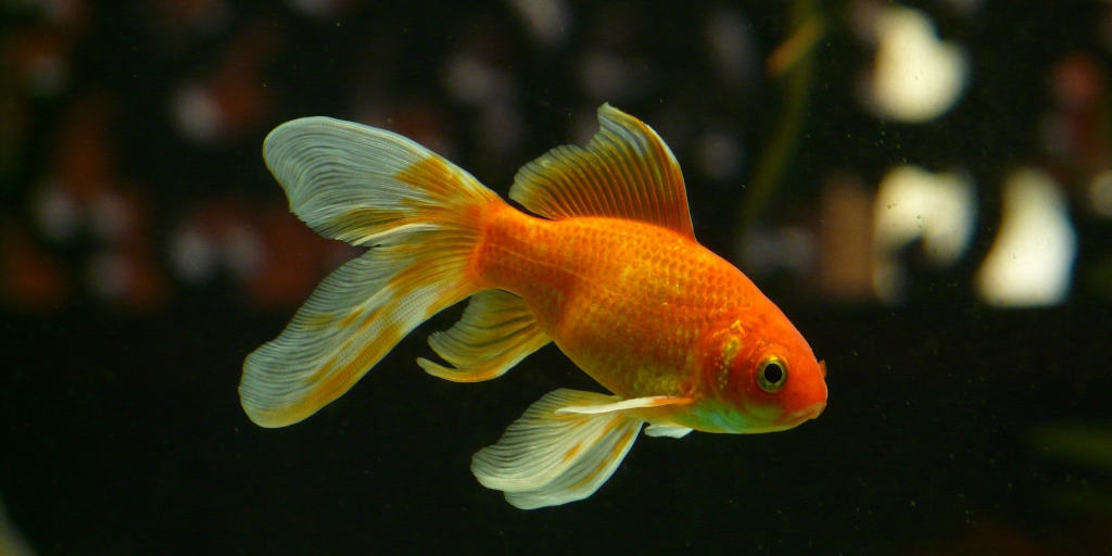 Can Goldfish Lose Their Black Markings