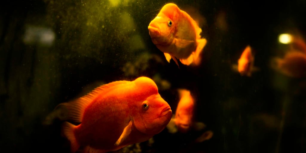 Can Neon Tetras Live With Goldfish