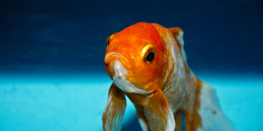 Can Goldfish Bite
