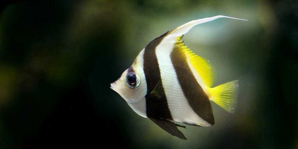 Can Goldfish Live With Angelfish