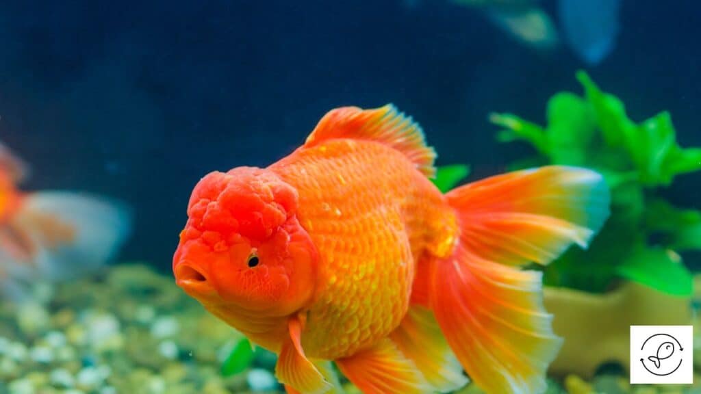 Goldfish choking