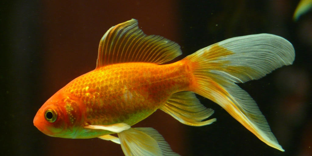 How Do Goldfish Adapt To Their Environment