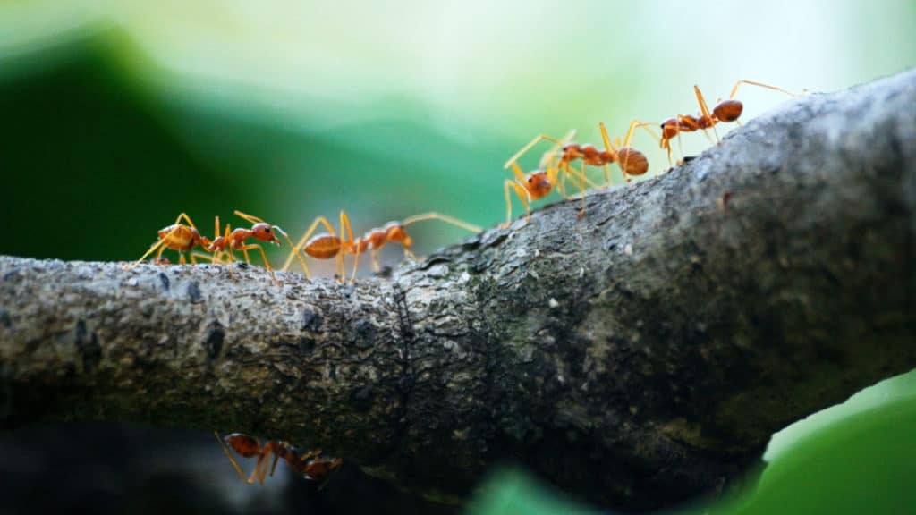 Image of ants walking on a tree