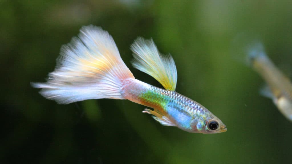 Image of a guppy swimming in water