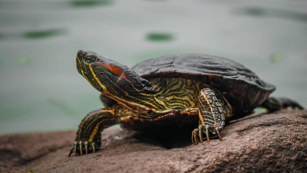 Image of a turtle sitting on a rock