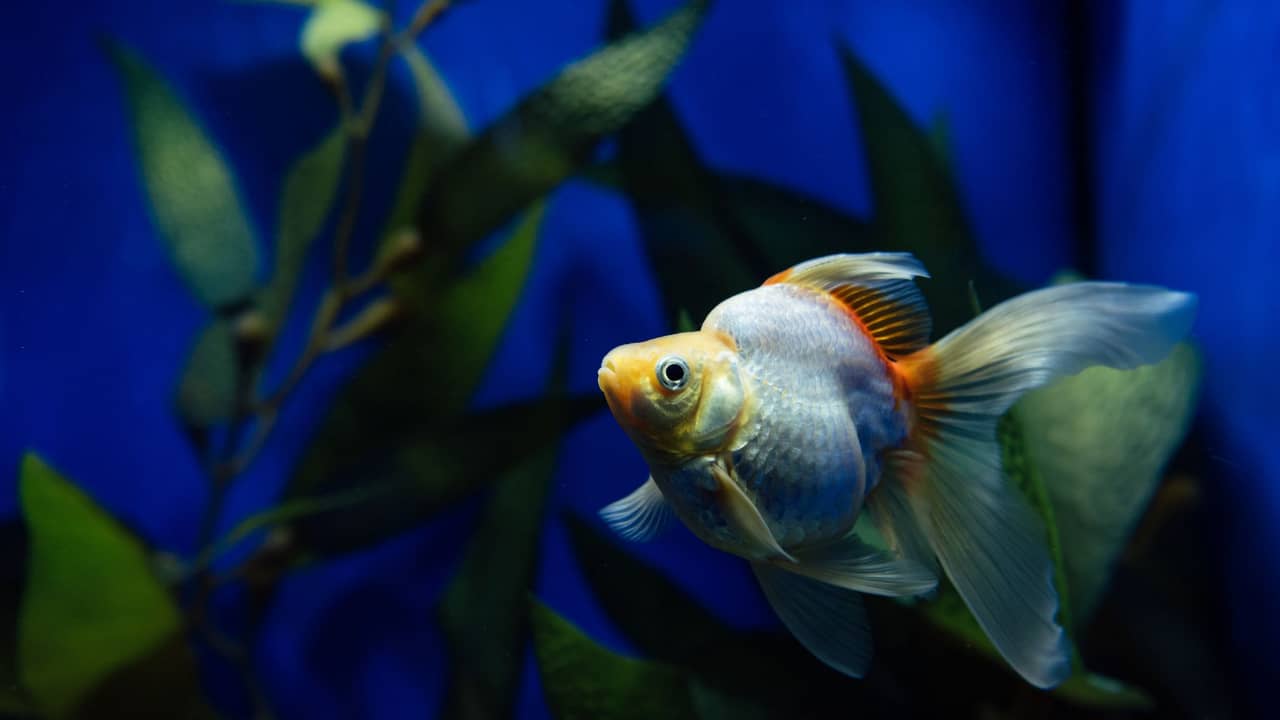 Can Goldfish Live In Ponds? How To Setup The Pond For Goldfish? JalJeev