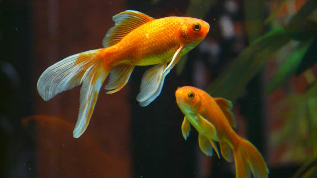 Image of a goldfish living together