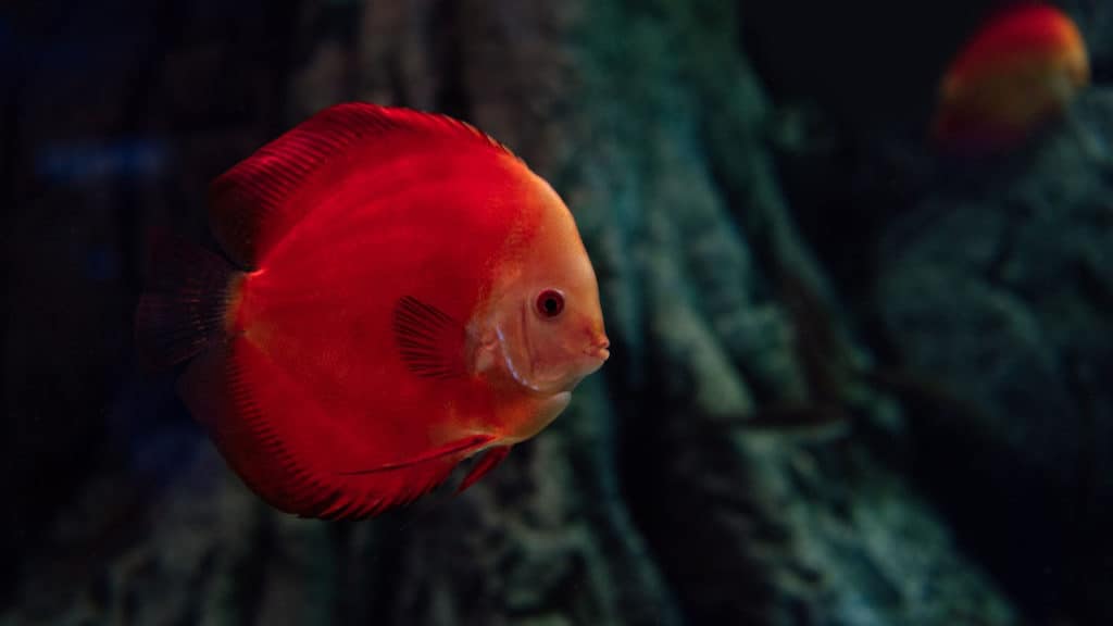 Image of a goldfish searching for food