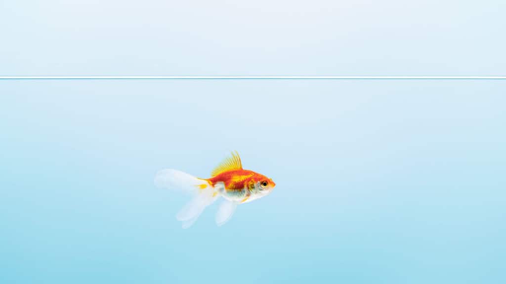 Image of goldfish searching for food in water