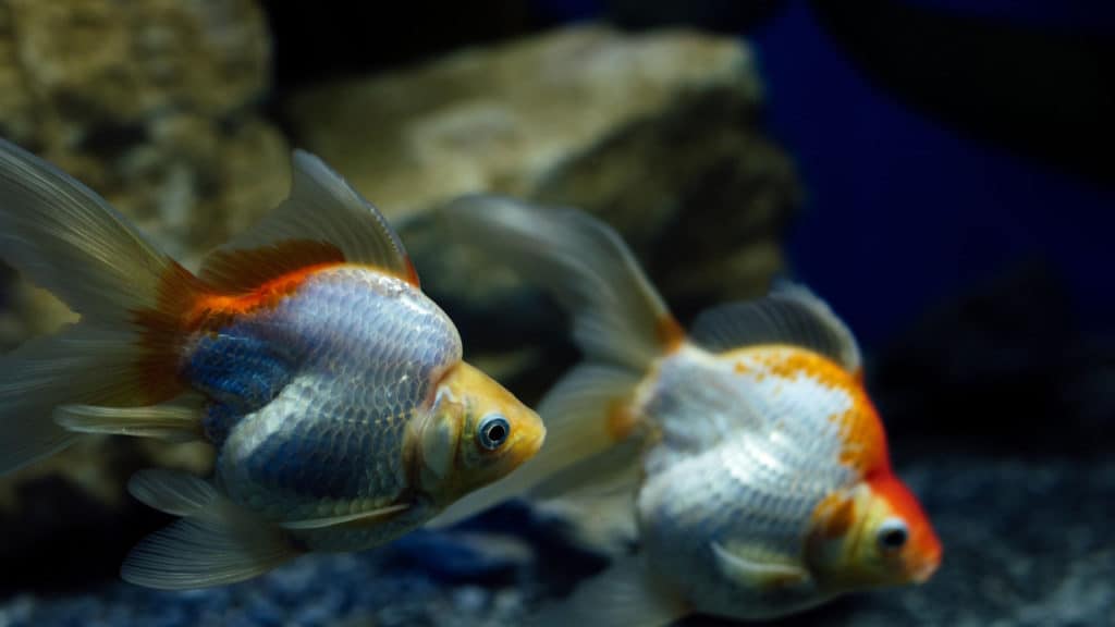 Image of goldfish swimming together