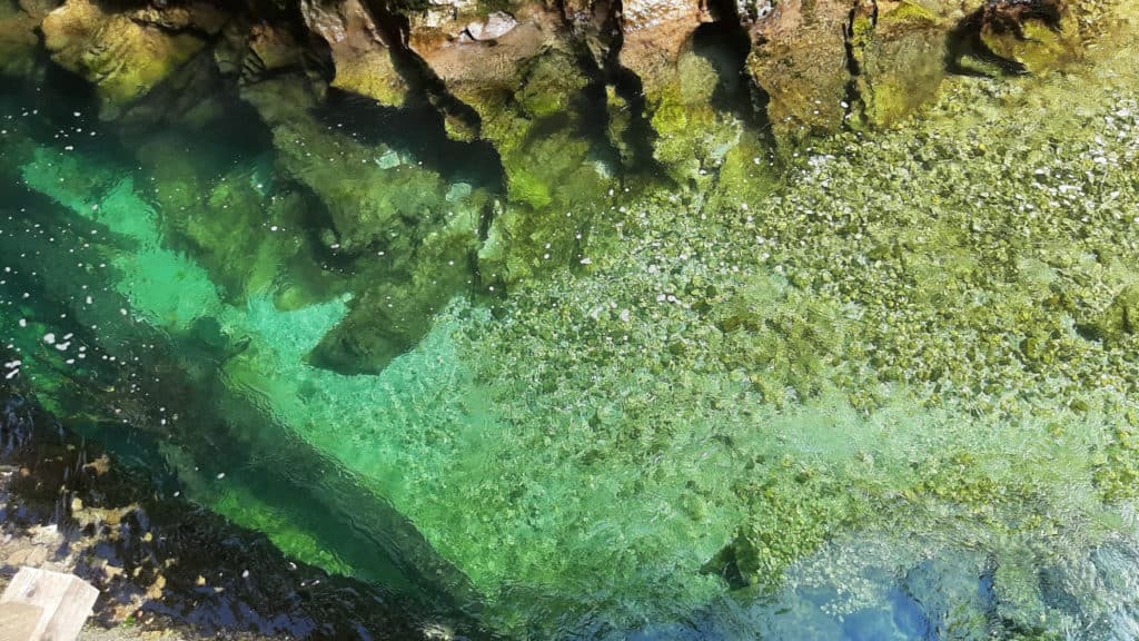 Image of algae in water