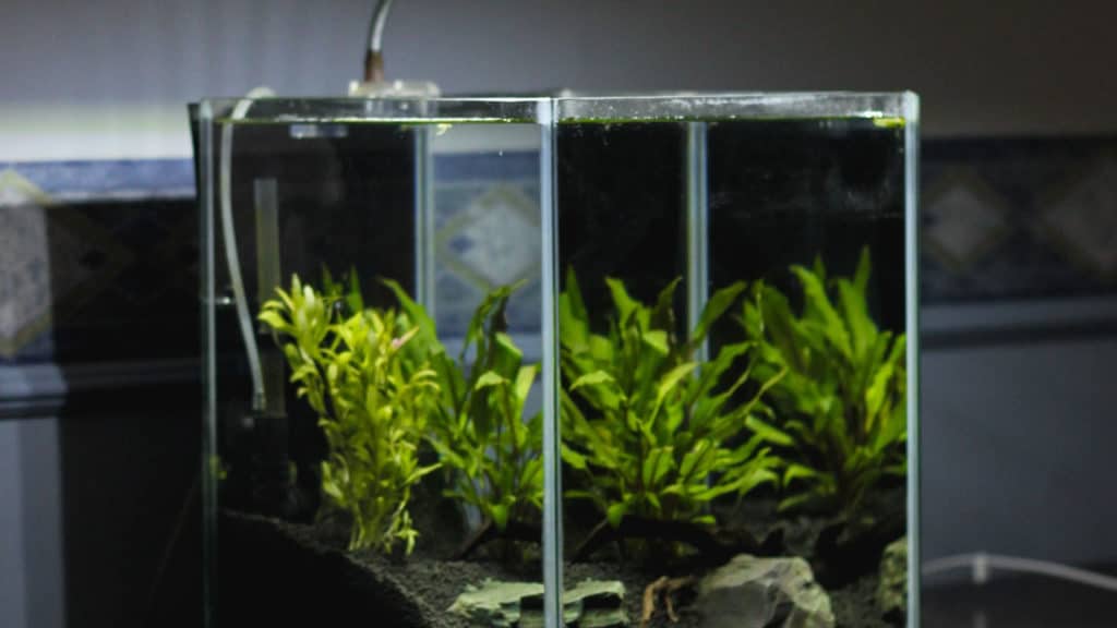 Image of an aquarium with a heater