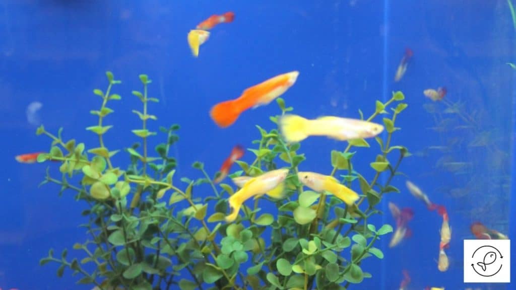 Image of guppies and their babies