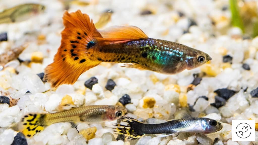 Image of guppies getting ready to mate