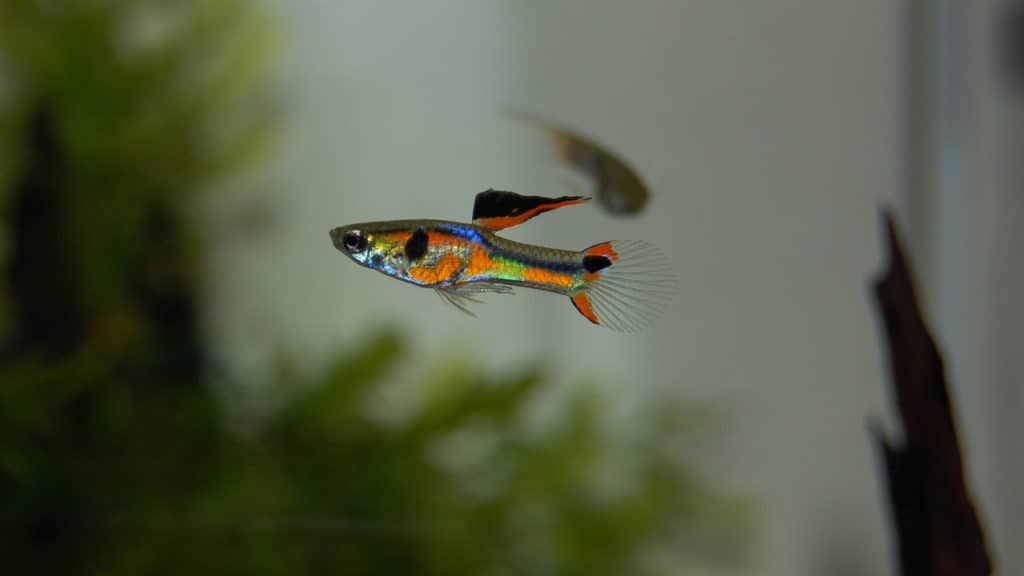 Image of guppies swimming in tank