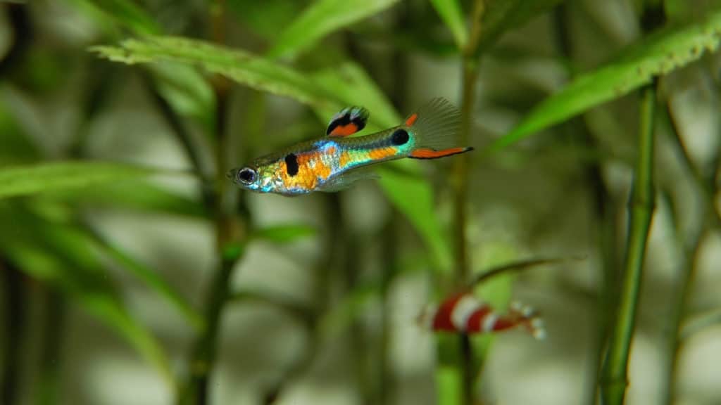 Image of guppies swimming together in a tank