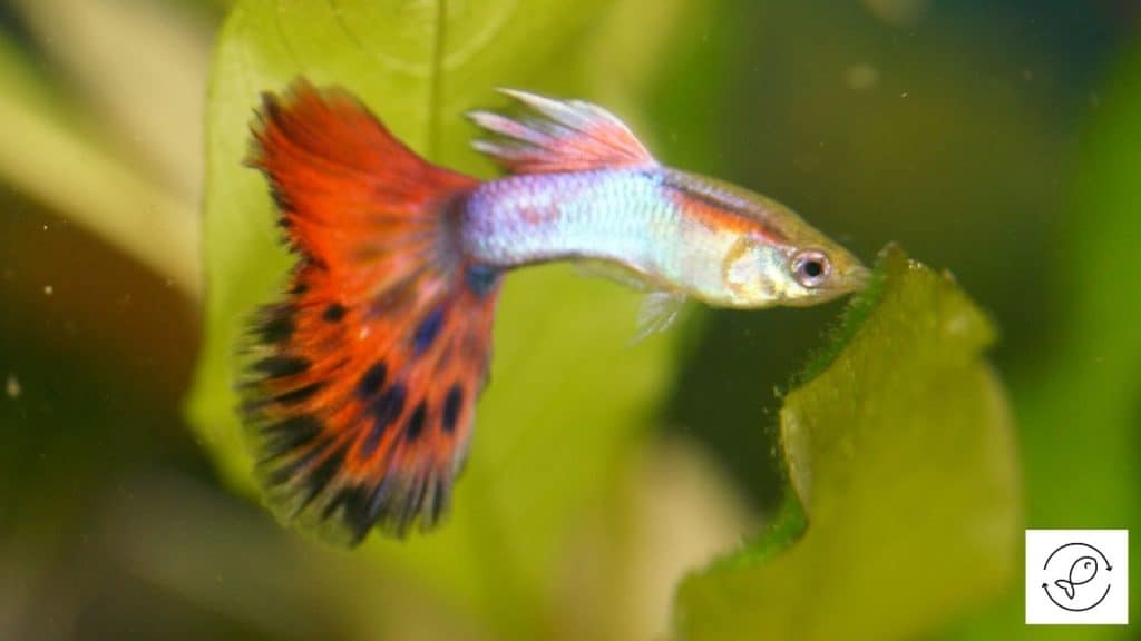 Image of a guppy living in the tank