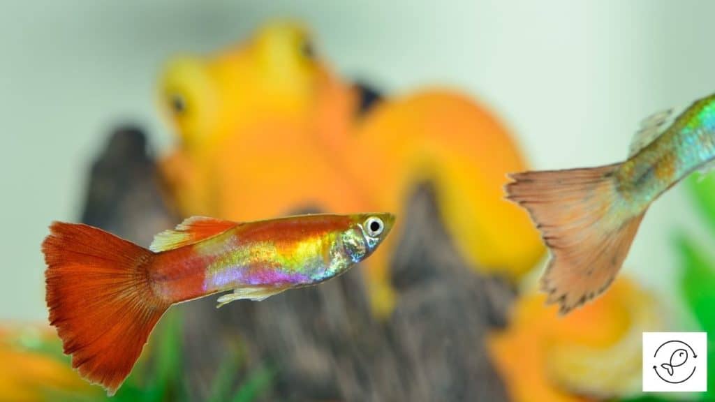 Image of two guppies swimming together