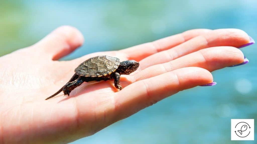 Image of a turtle born with shell
