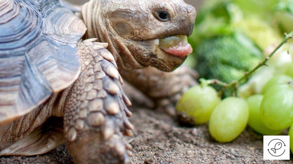Image of a turtle eating grapes
