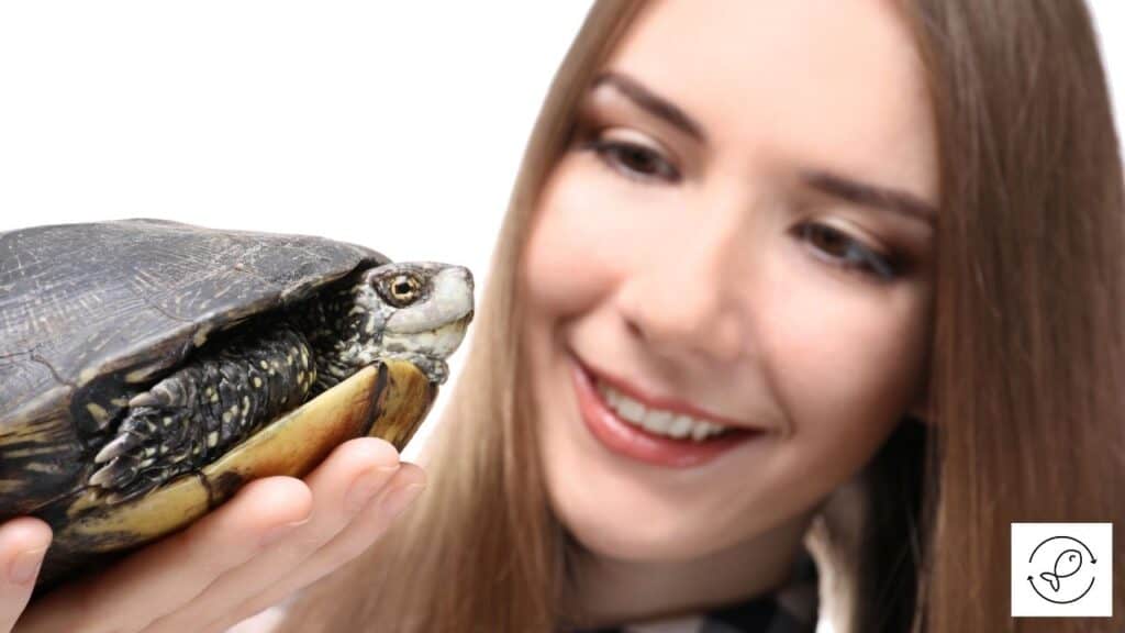 Image of a pet turtle