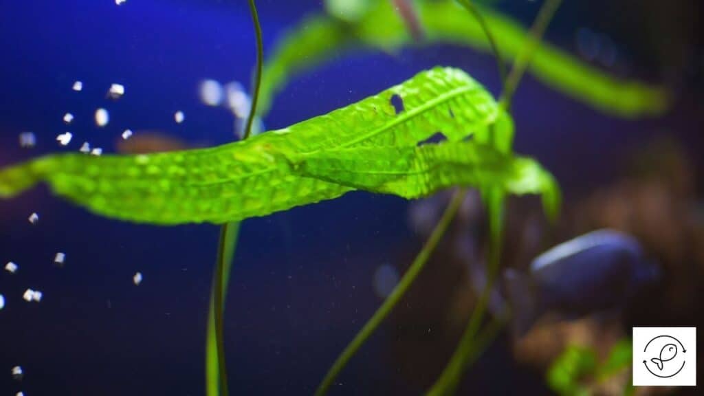 Image of a dying aquarium plant