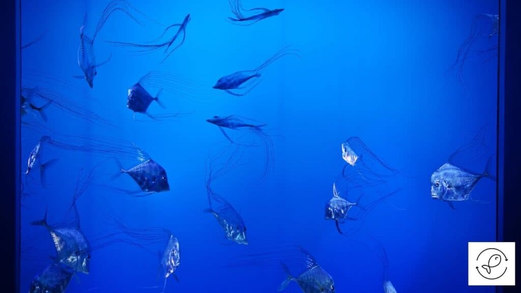 Image of an aquarium with blue light