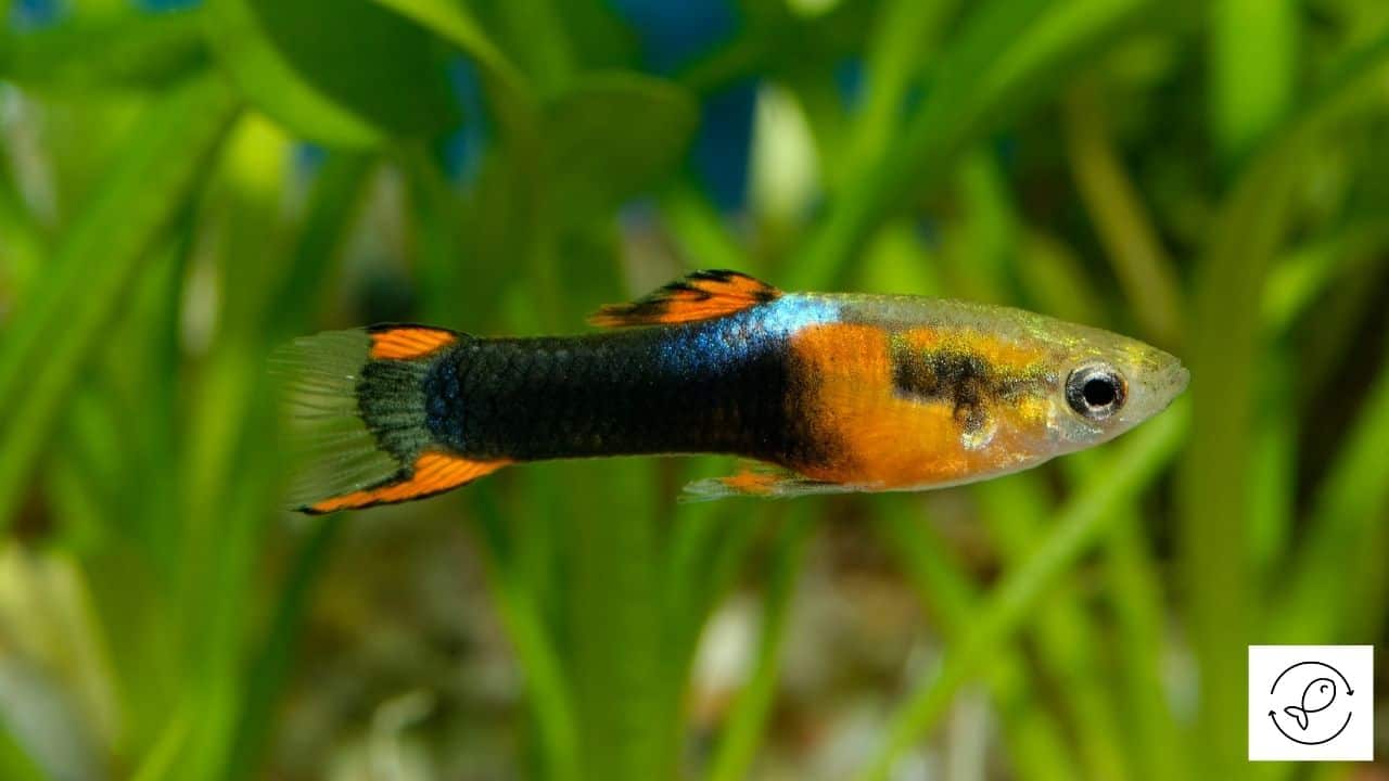 Do Guppies Sleep How When And For How Long