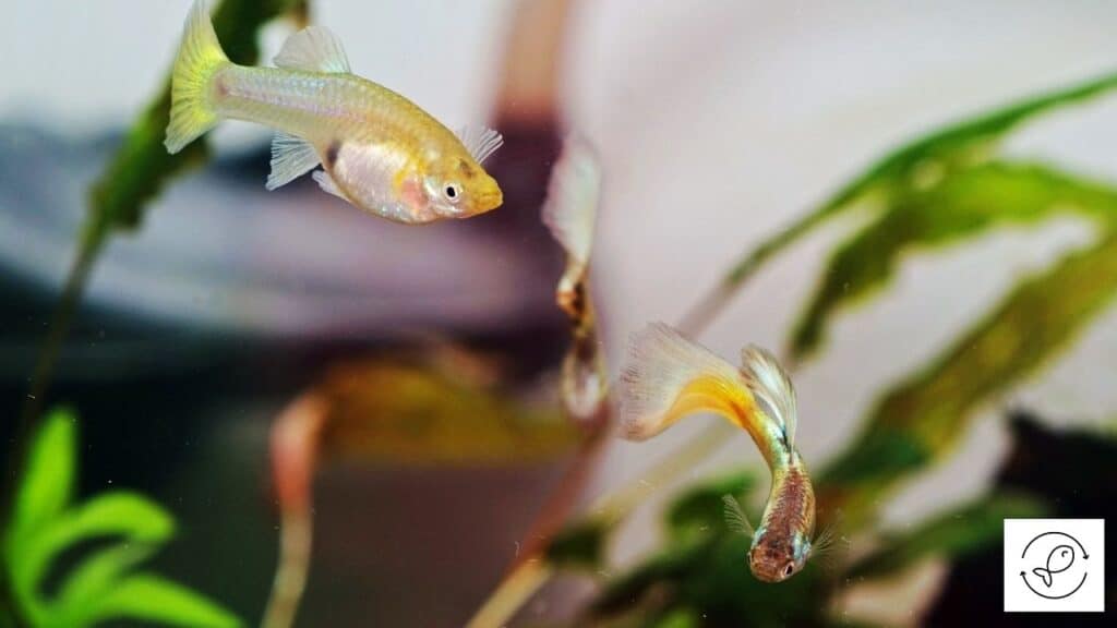 Image of male guppies living together in a tank