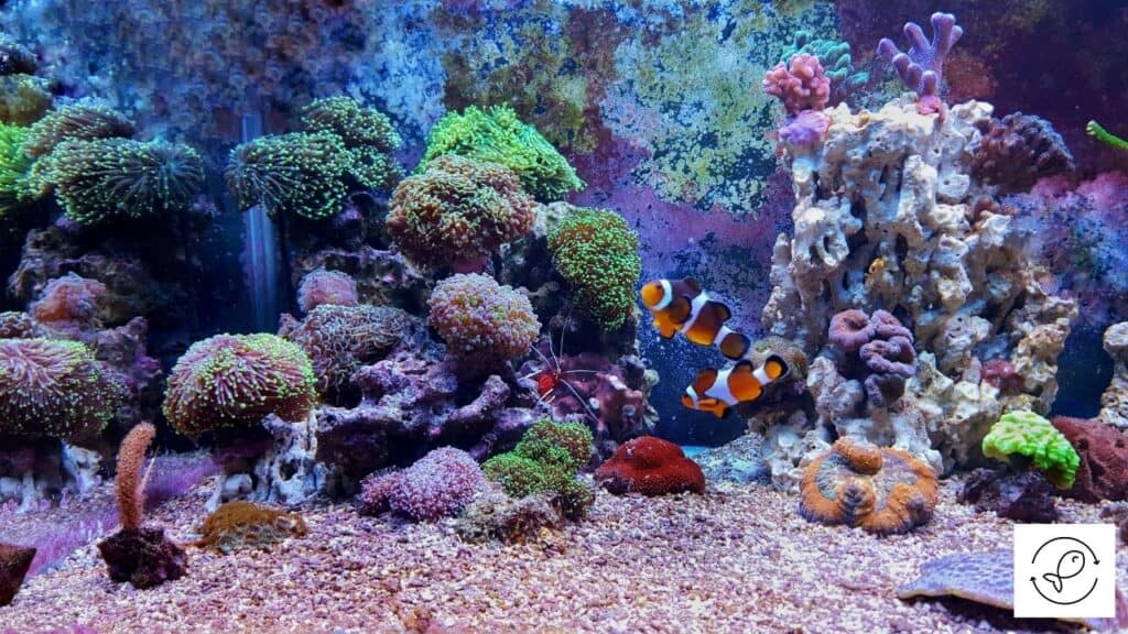 Image of aquarium plants with ich