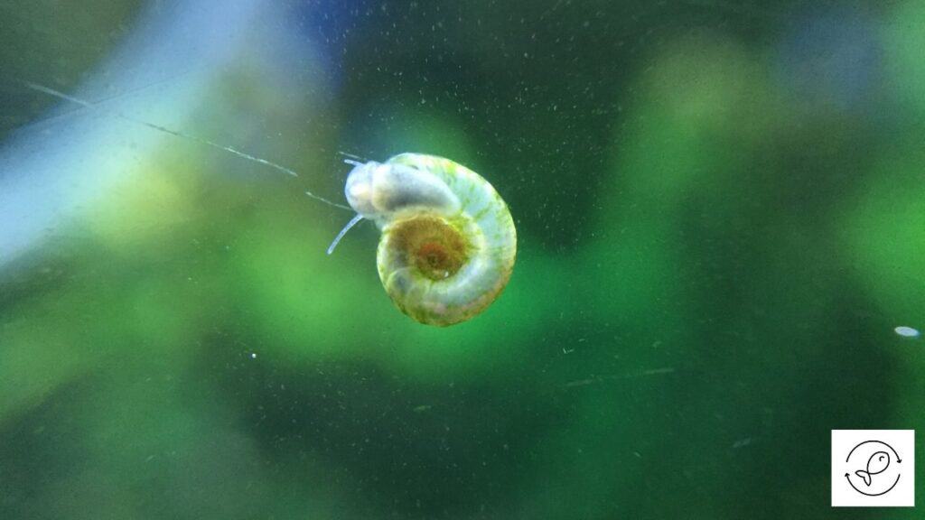Image of an aquarium snail about to escape