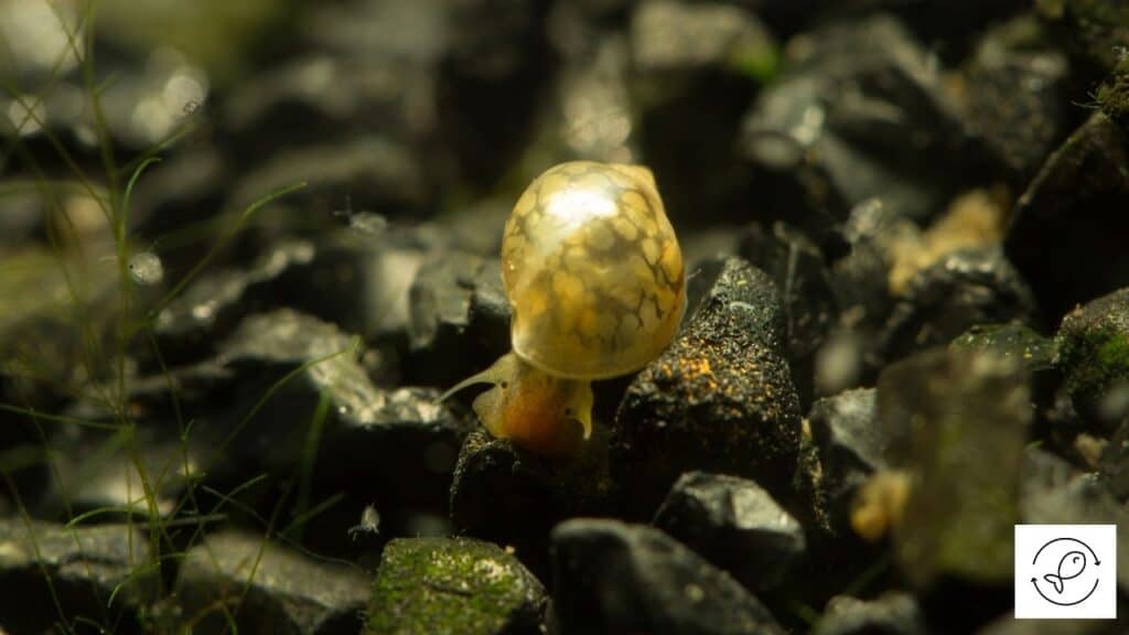 Image of aquarium snail sitting on gravel