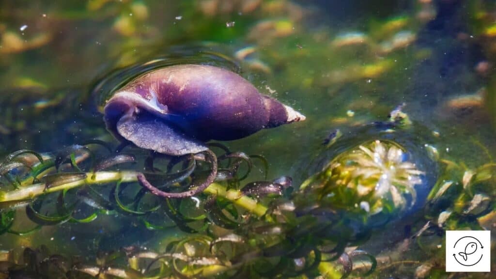 Image of a pond snail in a garden pond