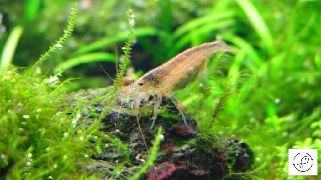 Image of a shrimp living in salt water