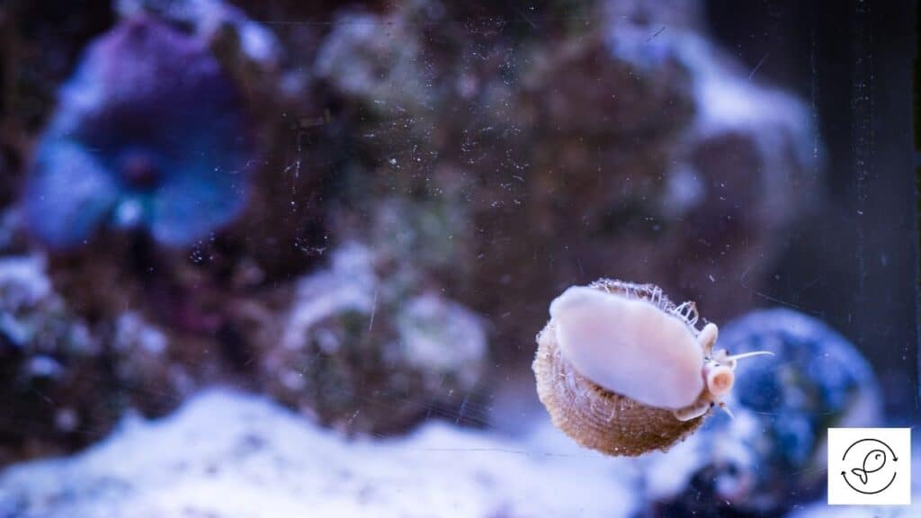 Image of an aquarium snail eating algae
