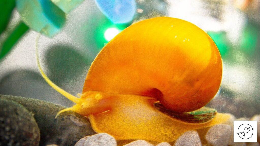 Image of a mystery snail in an aquarium