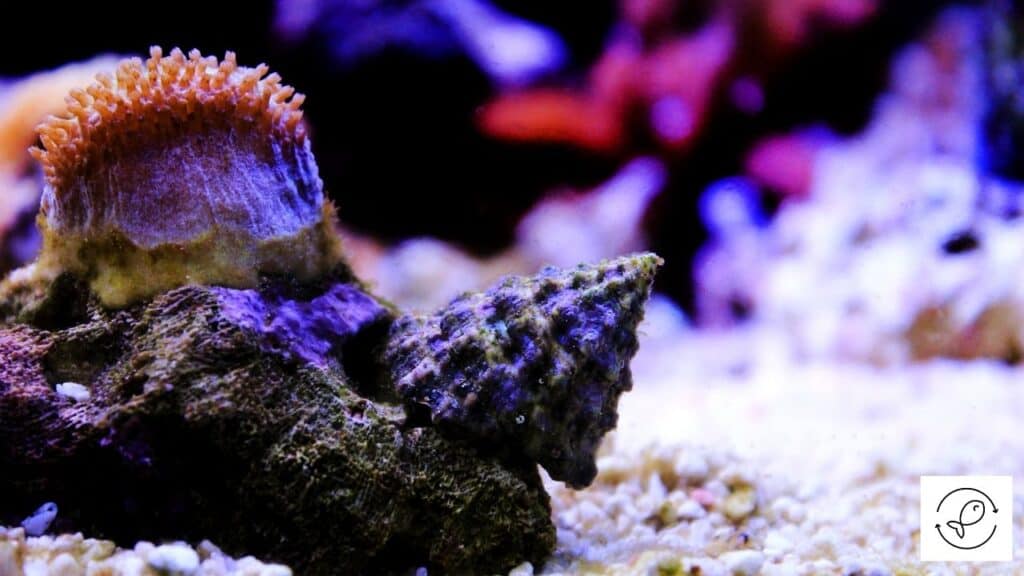 Image of a snail in an aquarium