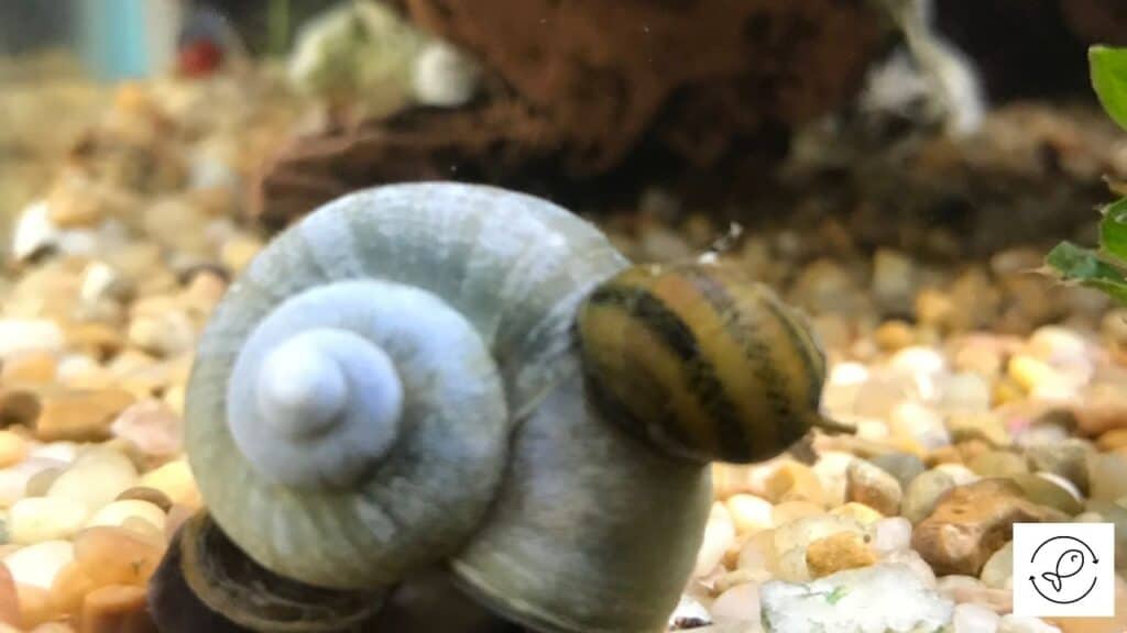 Image of a snail walking in an aquarium