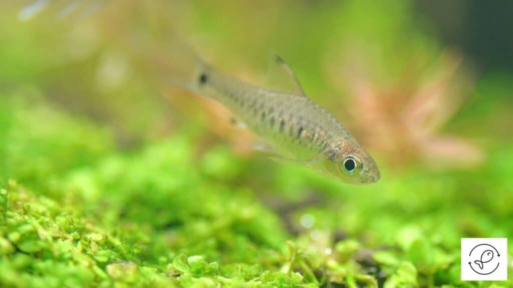 Image of a tetra swimming at the bottom of the tank