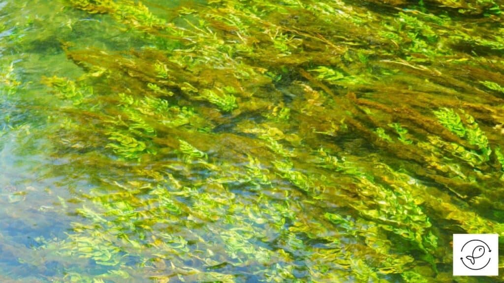Image of algae formed in water