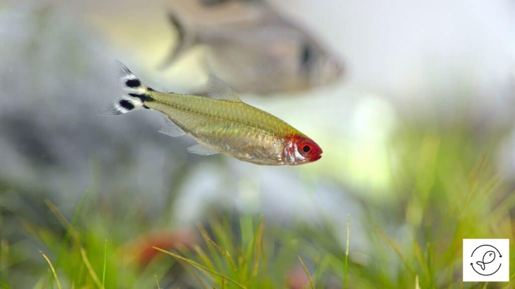 Image of a glowing tetra
