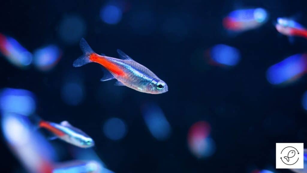 Image of neon tetras swimming together