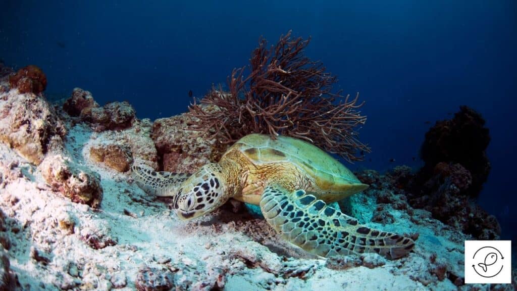 Image of a sleeping sea turtle