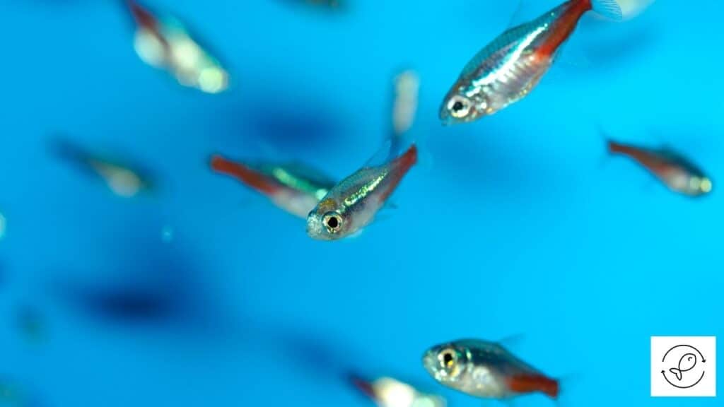 Image of tetras swimming together