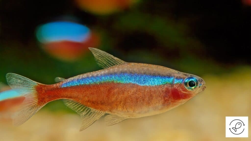 Image of a cardinal tetra swimming in water