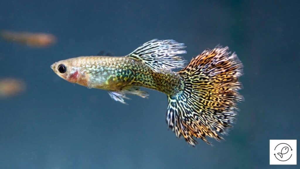 Image of a colorful guppy