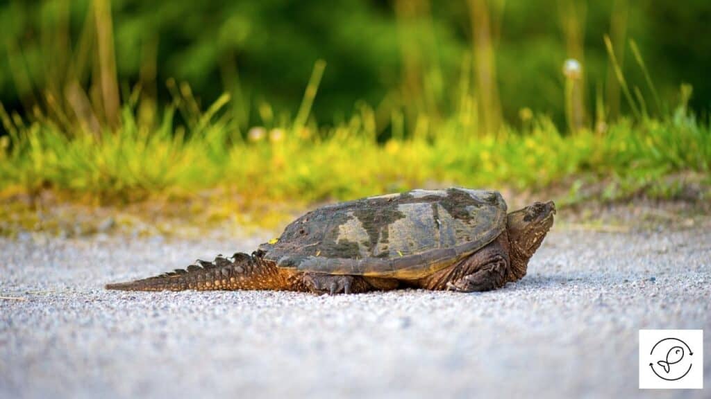 Where Do Snapping Turtles Live In The World And The Us 