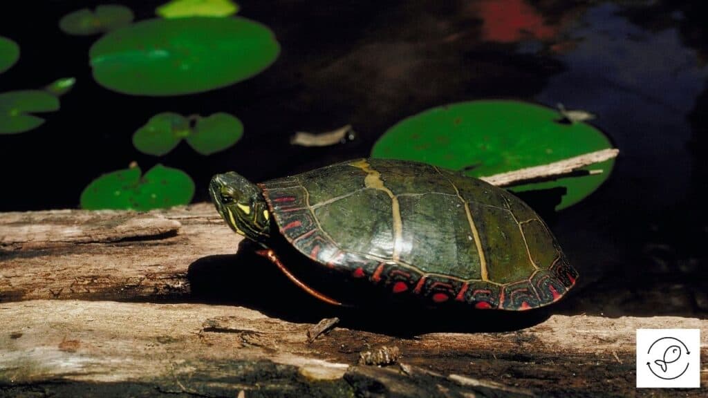 Where Do Painted Turtles Live? (In The Wild, US, Canada, Etc.)