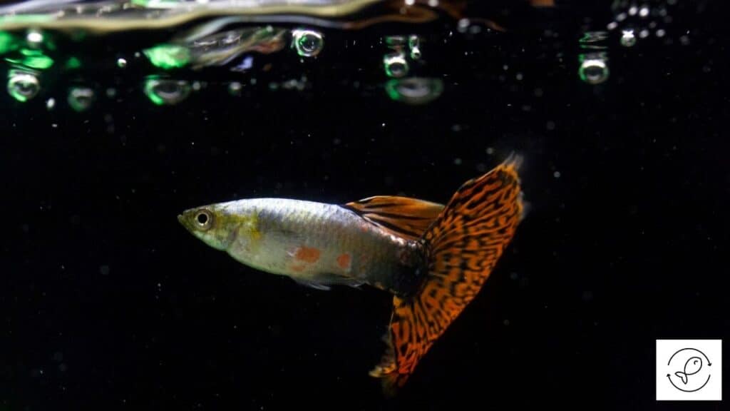Image of a guppy for sale